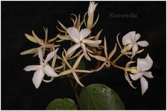 Aganosma caryophyllata